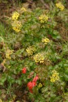 Wavyleaf Barberry