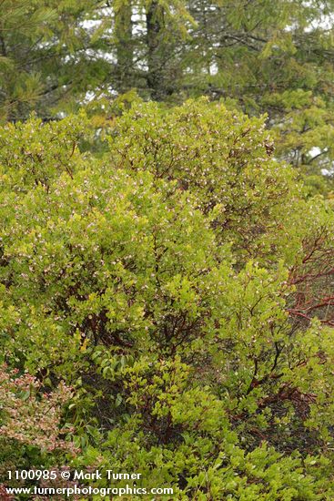 Stanford's Manzanita