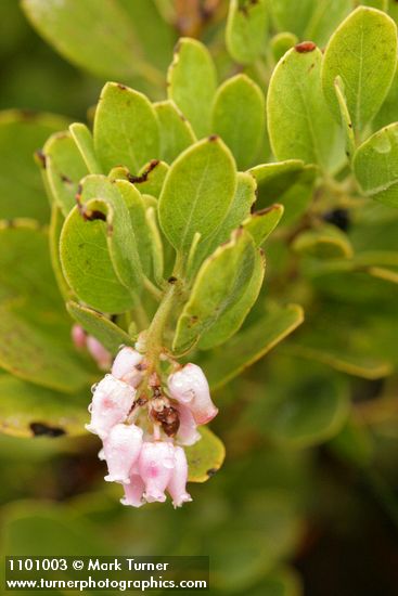 Hooker's Manzanita blossoms & foliage detail