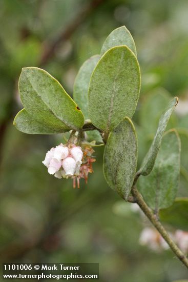 Del Norte Manzanita blossoms & foliage detail