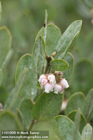 Del Norte Manzanita blossoms & foliage detail