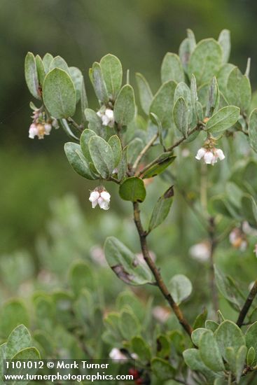 Del Norte Manzanita blossoms & foliage