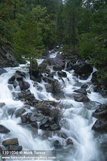 Del Norte Willow among rocks in middle of creek
