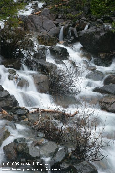 Del Norte Willow among rocks in middle of creek