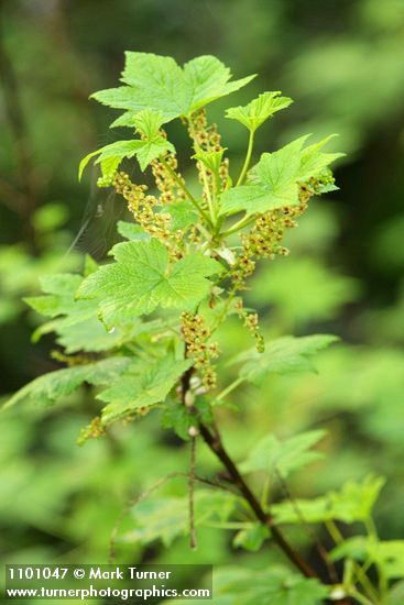 Stink Currant blossoms & foliage