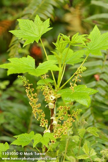Stink Currant blossoms & foliage