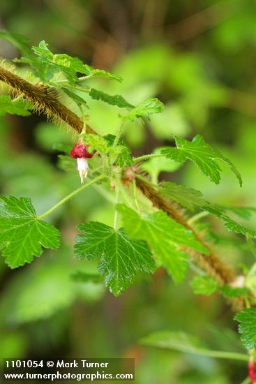 Canyon Gooseberry blossom & foliage