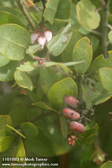 Baker's Manzanita blossoms, foliage & previous year's fruit