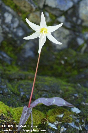 Lemon Fawn Lily