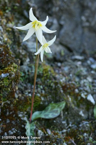 Lemon Fawn Lilies