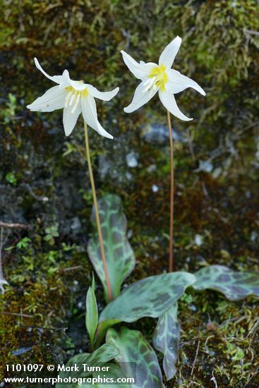 Lemon Fawn Lilies