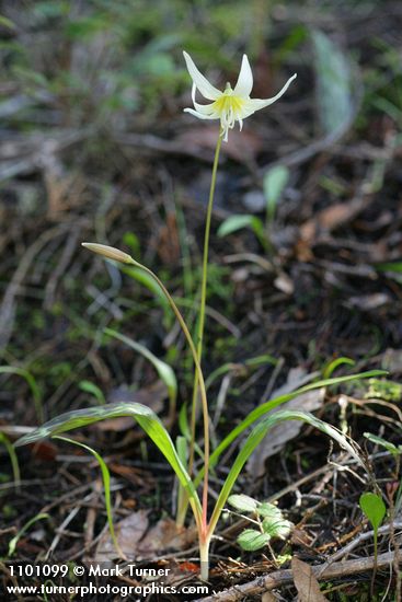 California Fawn Lily