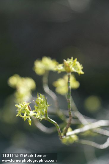 Blackfruit Dogwood blossoms
