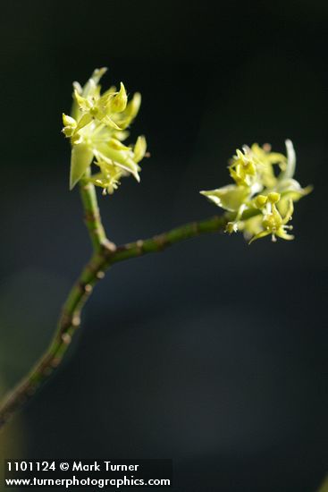 Blackfruit Dogwood blossoms
