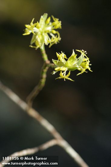 Blackfruit Dogwood blossoms