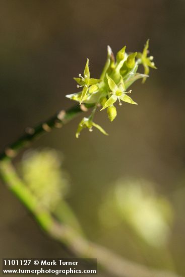Blackfruit Dogwood blossoms