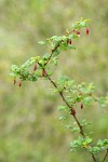 Canyon Gooseberry blossoms & foliage
