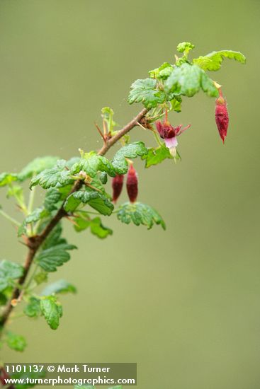 Canyon Gooseberry blossoms & foliage
