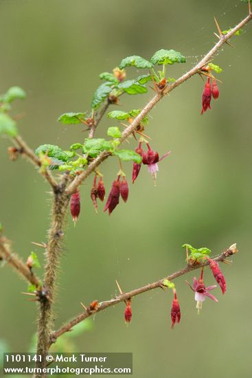 Canyon Gooseberry blossoms & foliage