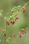 Canyon Gooseberry blossoms & foliage