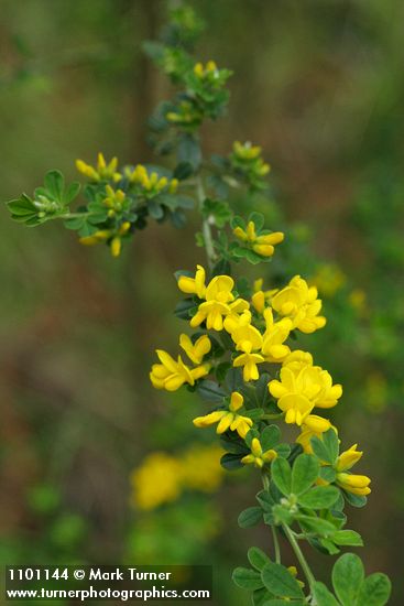 French Broom blossoms & foliage