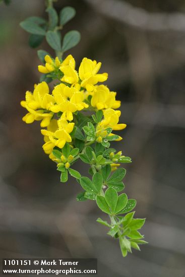 French Broom blossoms & foliage