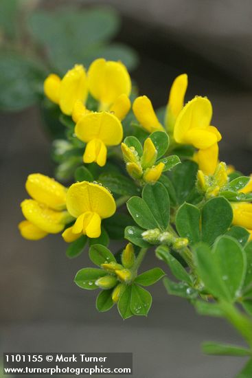 French Broom blossoms & foliage detail