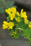 French Broom blossoms & foliage detail