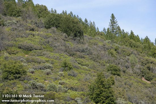 High elevation chaparral