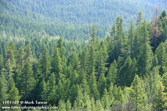 Mixed conifer forest w/ Douglas-fir, Ponderosa Pine, Grey Pine