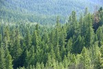 Mixed conifer forest w/ Douglas-fir, Ponderosa Pine, Grey Pine