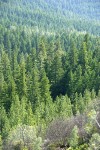 Mixed conifer forest w/ Douglas-fir, Ponderosa Pine, Grey Pine