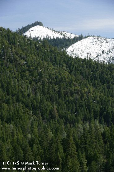 Mixed conifer forest w/ Douglas-fir, Ponderosa Pine, Grey Pine w/ snow-covered clearcuts bkgnd