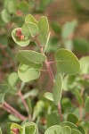 Mallory's Manzanita foliage & buds