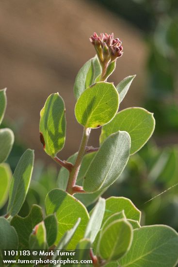 Mallory's Manzanita foliage & buds
