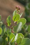 Mallory's Manzanita foliage & buds