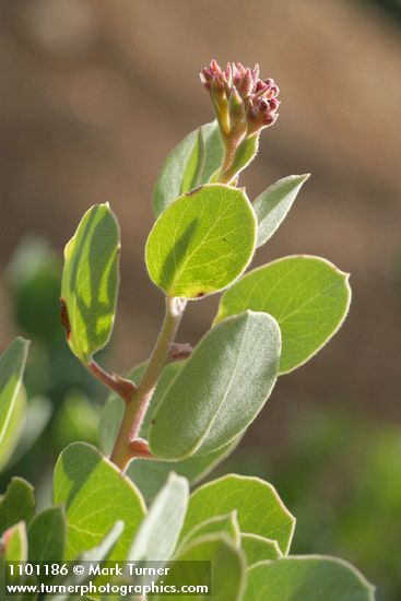 Mallory's Manzanita foliage & buds