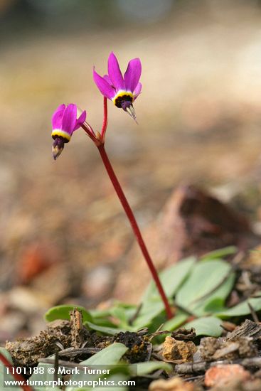 Henderson's Shooting Star