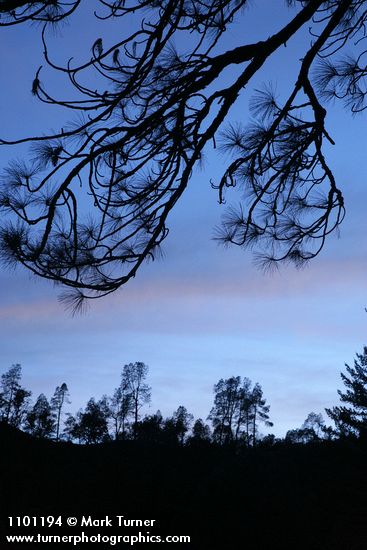 Grey Pines against twilight sky