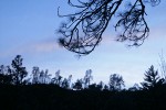 Grey Pines against twilight sky