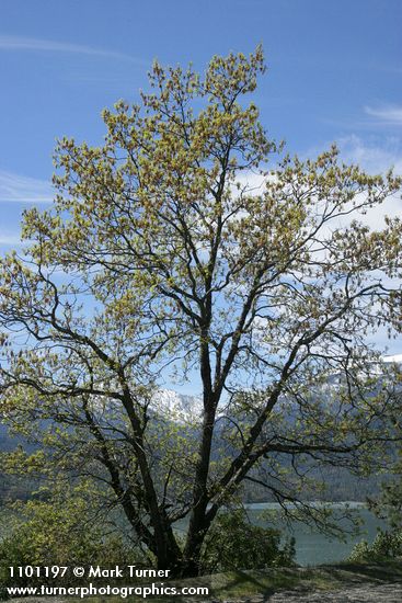 California Black Oak in bloom