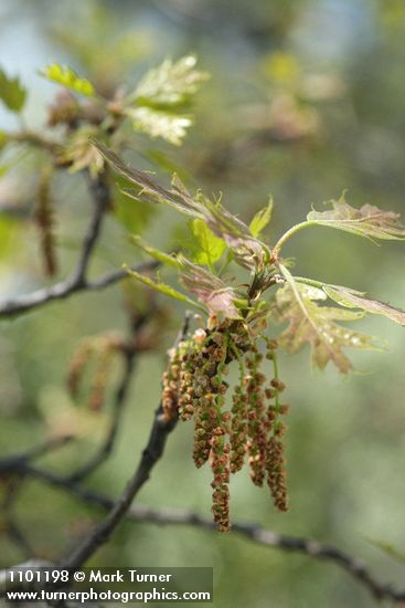California Black Oak catkins & new foliage