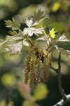 California Black Oak catkins & new foliage
