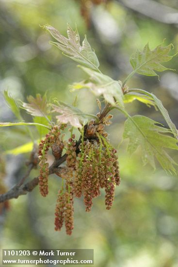 California Black Oak catkins & new foliage