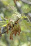 California Black Oak catkins & new foliage