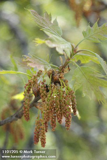 California Black Oak catkins & new foliage