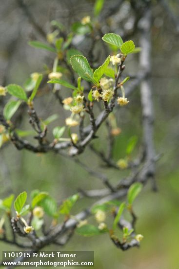 BIrchleaf Mountain Mahogany blossoms & foliage