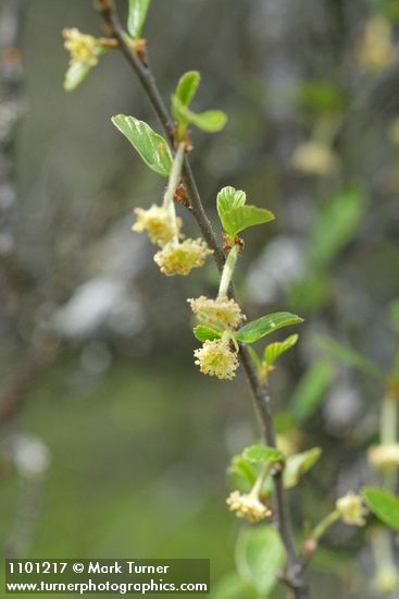 BIrchleaf Mountain Mahogany blossoms & foliage