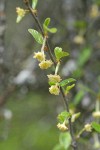 BIrchleaf Mountain Mahogany blossoms & foliage