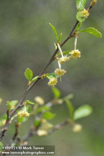 BIrchleaf Mountain Mahogany blossoms & foliage